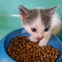 ABY, chatte à adopter