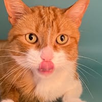 MILOU, chat à adopter