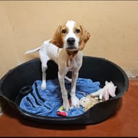 Miko PAA22978, chien à adopter