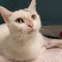 GUATEMALA, chatte à adopter