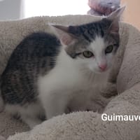 Guimauve, chatte à adopter