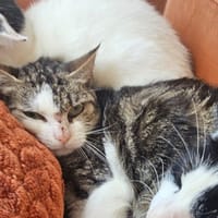 WENDY, chatte à adopter