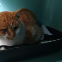 ANTON, chat à adopter