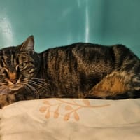 JOY dit Choucrinoute, chatte à adopter