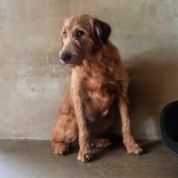 Maéva, chienne à adopter