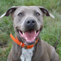 AITANA, chienne à adopter