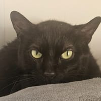 Noirot, chat à adopter