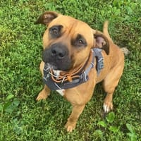 NAYA, chienne à adopter