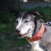 YOUZI, chienne à adopter