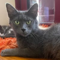 BOLOGNAISE, chatte à adopter