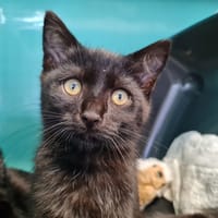 CHATOUNETTE, chatte à adopter