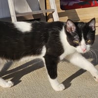 Happiness, chatte à adopter