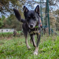 DARK, chien à adopter
