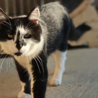 Hawaii, chat à adopter