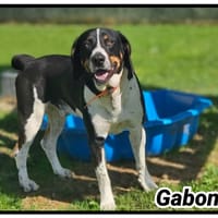 GABON, chien à adopter