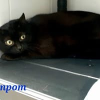 Pompom, chat à adopter