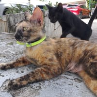 SPHINXY, chat femelle européen, chatte à adopter