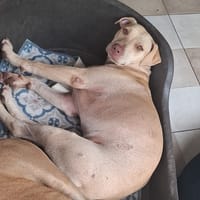 PHOENIX Croisée Labrador Femelle junior, chien à adopter