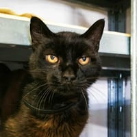 GIMS, chat à adopter