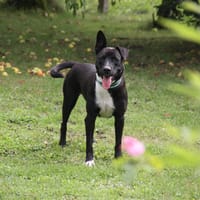 TILOUP Croisé Labrador, chien à adopter