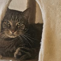 THEO, chat à adopter