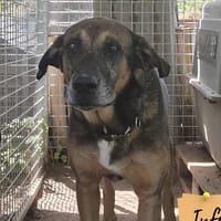 Sherkan, chien à adopter