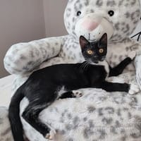 MEPHISTA, chatte à adopter