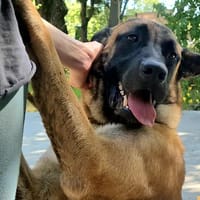 Start, chien à adopter