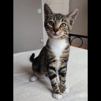 MELBA, chatte à adopter