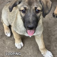 Looping, chien à adopter