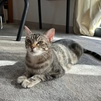 MIHO, chatte à adopter