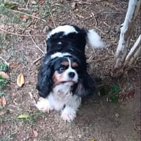 NELL de la Rivière du Mat, chienne à adopter