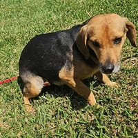 KAYA, chienne à adopter