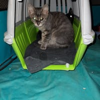 Alvin chaton mâle, chat à adopter
