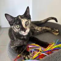 NANIA, chatte à adopter