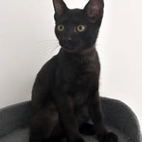 MANOLO, chat à adopter