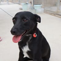 BAGUETTE (Martina), chienne à adopter
