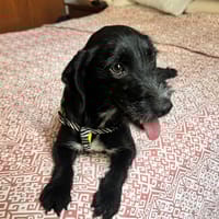 NIEBLA (Martina), chienne à adopter