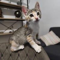 HERA, chatte à adopter