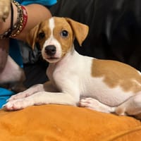 KIRA (Martina), chienne à adopter