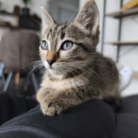 HELIUM, chat à adopter