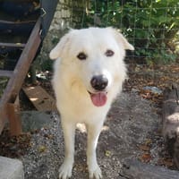 SHIRO, chien à adopter