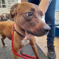 Dolly chienne Réunion, chienne à adopter