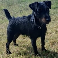 ARTICHAUD, chien à adopter