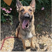 ARIA, chienne à adopter