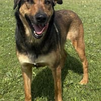 NIKITA, chienne à adopter