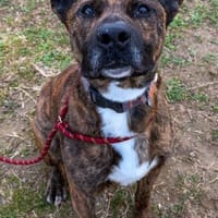 FLINN, chien à adopter