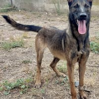 ABIGAELLE, chienne à adopter