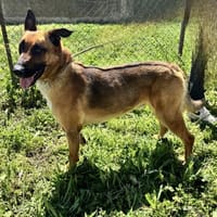 AZZARO, chien à adopter