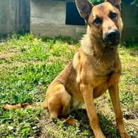 AVA, chienne à adopter